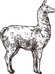 Llama alpaca sketch, Cinco de Mayo Mexican holiday