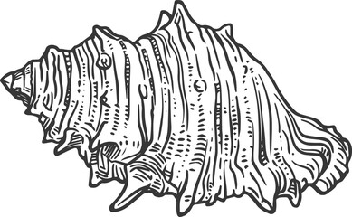 Sketch sea shell, conch isolated vector mollusk