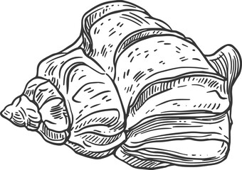 Sketch sea shell, mollusk conch isolated creature