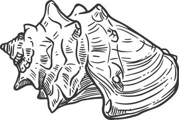 Sketch sea shell, underwater mollusk clam conch