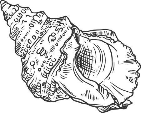 Sketch sea shell, vector ribbed cantharus conch