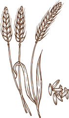Triticum spelta hulled dinkel wheat plant, grains