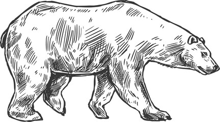 Sketch bear, grizzly wild animal walking beast