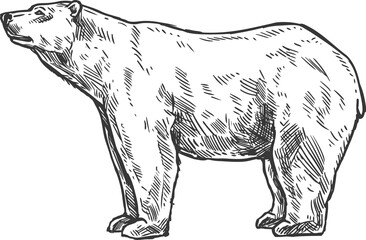 Sketch bear, vector wild animal dangerous predator