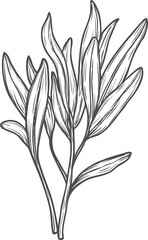 Plant branch with leaves vector seedling or sprout