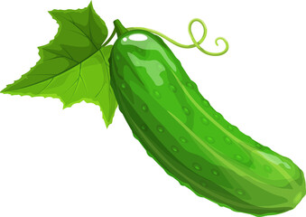 Cucumber vector ripe plant, green eco vegetable