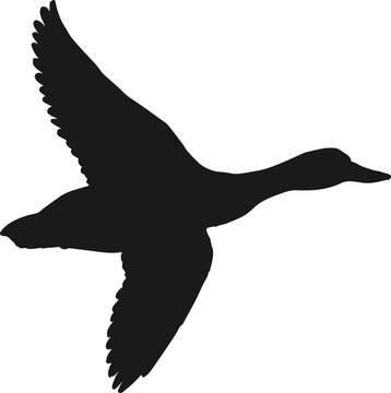 Duck flight black silhouette, mallard, loon flying