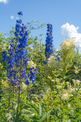 Flowering tall bushes of meadowsweet and larkspur