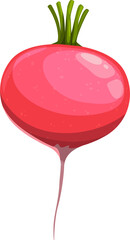 Root radish vegetable with green stem isolated