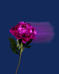 Fototapeta na wymiar Single pink peony on a dark blue background, long exposure, selective focus,fantasy motion effect, motion blur.