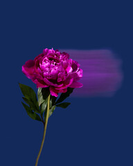 Single pink peony on a dark blue background, long exposure, selective focus,fantasy motion effect, motion blur.