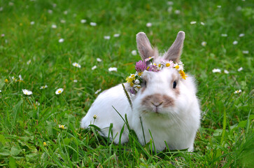 white bunny -pet with light brown spots in wreath of wild flowers : daisies ,dandelions and clovers sits on green grass background. Portrait of  white rabbit with spots outdoors photo. Free copy space