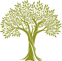 Green olive tree with broad trunk, branches leaves