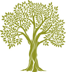 Olive tree with broad trunk, branches with leaves
