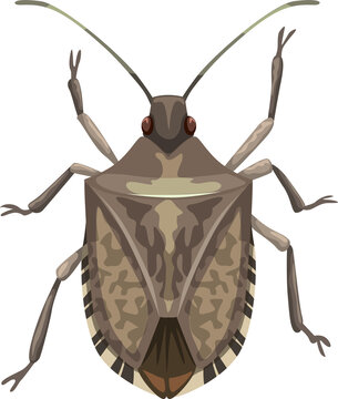 Shield Bug Icon, Pest Control Insect Extermination