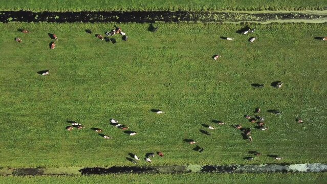 Views along tAerial view of a meadow with Dutch black and white cows near the town of 'Krimpen aan den IJssel, in the province of 'Zuid-Holland', the Netherlands