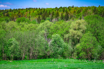 Fototapeta na wymiar summer forest landscape