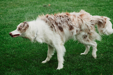 Fototapeta premium white and brown border collie on grass, after water splash, selective focus