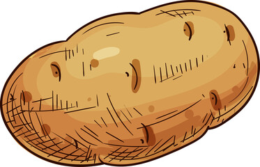 Potato sketch, vegetable food, organic farm veggie