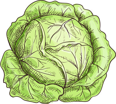 Cabbage sketch, vegetable food, organic veggie