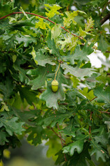 one green acorn hangs on an oak tree