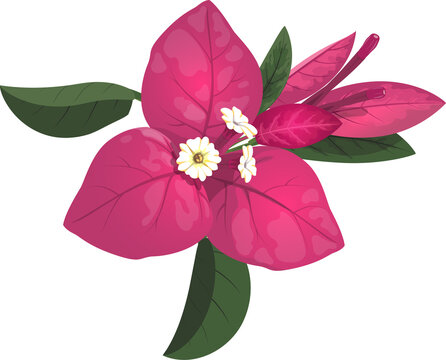 Bougainvillea flower and green leaves floral decor