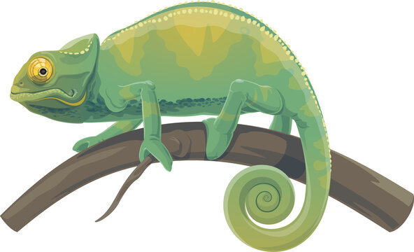 Chameleon, Cartoon Vector Lizard With Green Skin