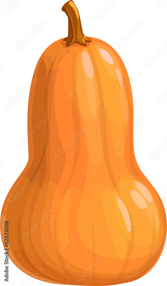 Wall mural butternut pumpkin isolated vector icon on white