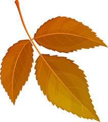 Fallen ulmus tree leaf of brown color vector icon