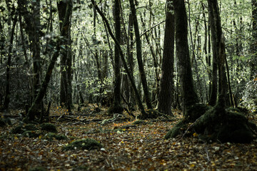 A forest of trees, oak and ash on a sunny day. It’s autumn and fallen leaves on the ground