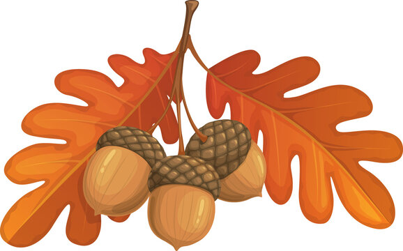 Autumn Oak Leaves And Acorn Cartoon Vector Icon