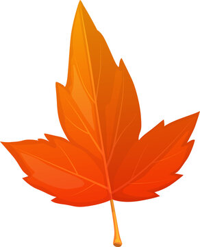 Autumn maple leaf cartoon isolated vector icon