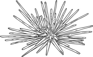 Sketch sea urchin, vector marine hedgehog animal