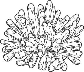 Sketch coral underwater sea plant with outgrowths.