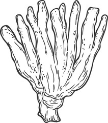 Sketch coral underwater sea plant, reef seaweed