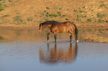 Obraz na płótnie Canvas Wild Horse at a Desert Waterhole in Wyoming