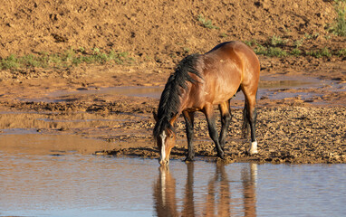 Wild Horse at a Desert Waterhole in Wyoming