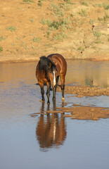 Wild Horse at a Desert Waterhole in Wyoming