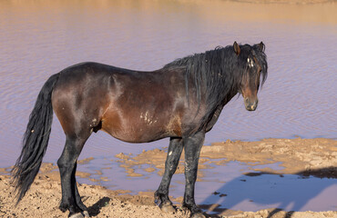 Fototapeta na wymiar Wild Horse at a Desert Waterhole in Wyoming