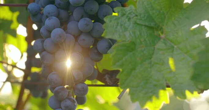 Blue grapes on the vines with the sun shining through, slider shot

