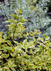 Cornus alba Elegantissima with variegated yellow leaves in the garden.