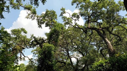 Live oak tree branches against blue sky with clouds