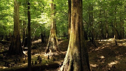 Natural swamp land environment with sun shining on cypress trees