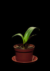houseplant hemanthus in a pot on a black background
