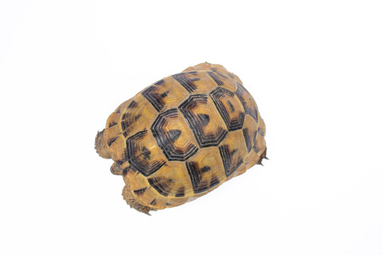Tortoise or turtle isolated on white background. Top view.