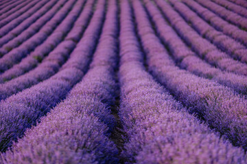 Naklejka na ściany i meble Lavender flower blooming scented fields in endless rows.