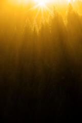 Late Evening or Early Morning Golden Sunlight Streaming Through Pine Trees