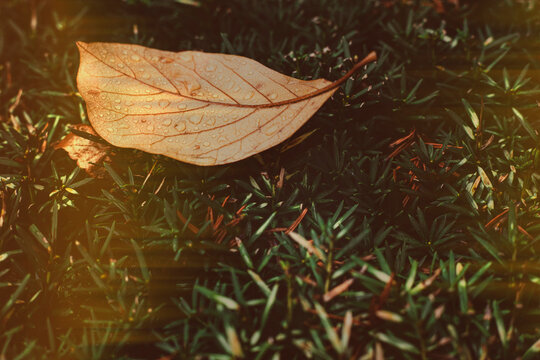Autumn leaf with raindrops on top of a bush.