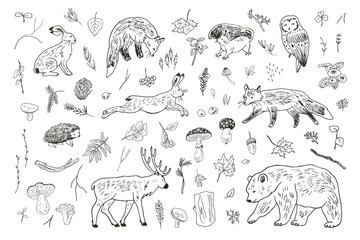 Forest animals: fox, bear, deer, owl, hare and nature objects: mushrooms, leaves, berries vector 
illustrations line set.