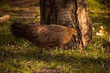 hen in the grass